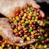 verschil Robusta en Arabica koffiebonen