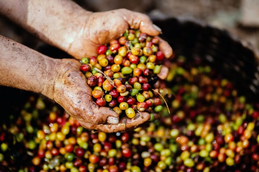 Verschil Robusta en Arabica koffiebonen